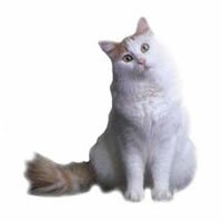 turkish_van.jpg turkish_van.jpg